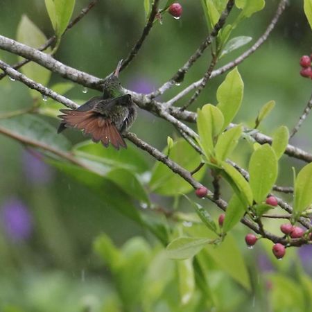 Aves De Tierras Altas Bijagua Exterior foto