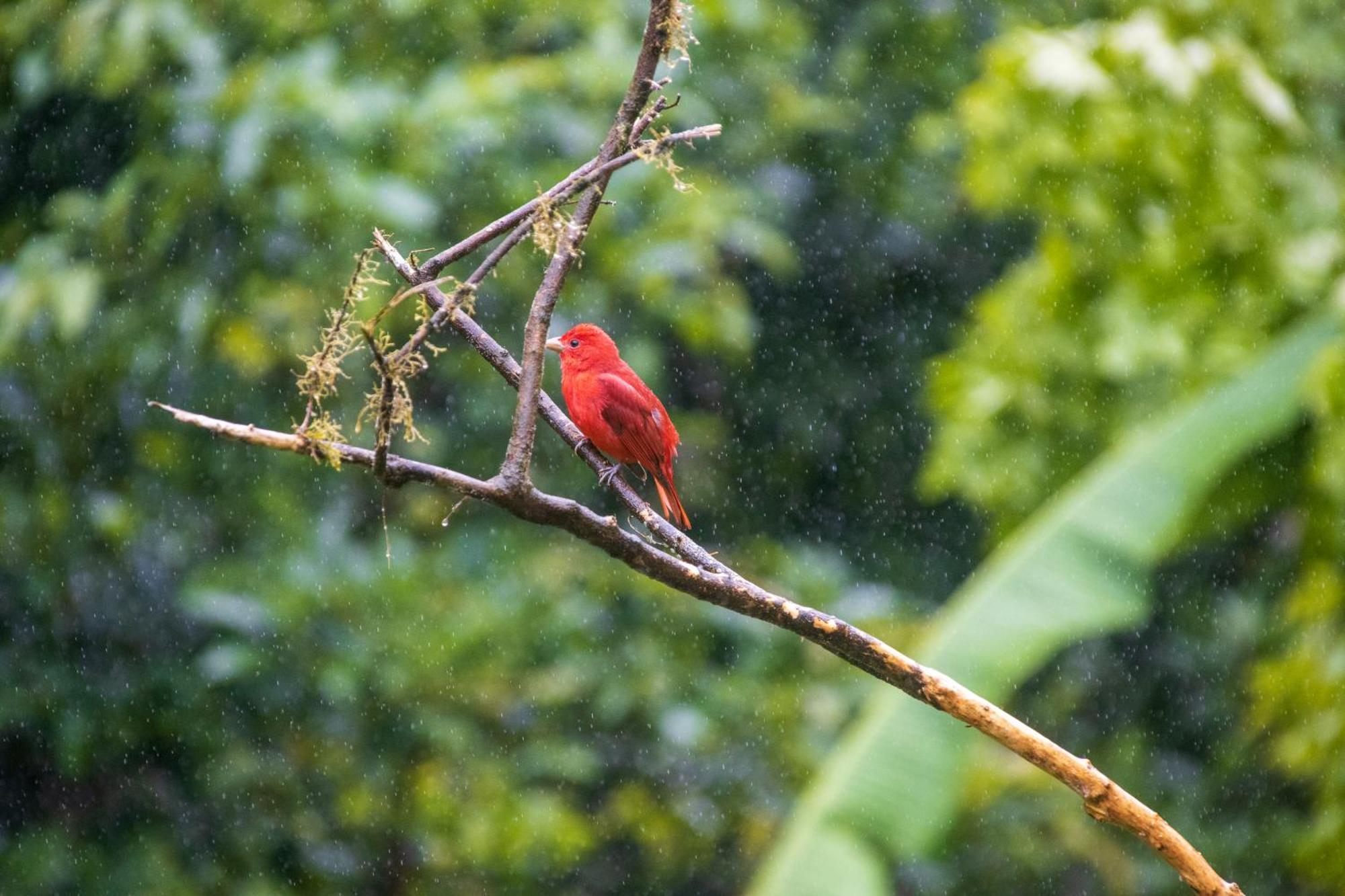 Aves De Tierras Altas Bijagua Exterior foto
