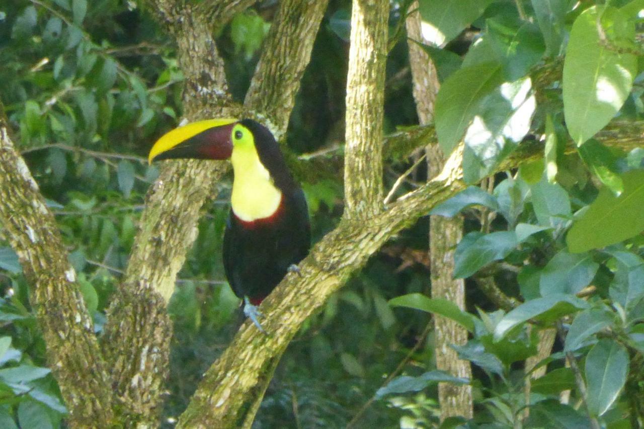 Aves De Tierras Altas Bijagua Exterior foto